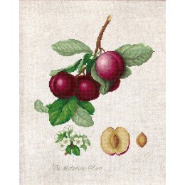 Luca-S - The nectarine plum