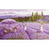 Luca-S - Campo de lavanda