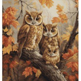 Luca-S - The owls family