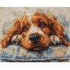 Luca-S - Cocker Spaniel