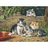 Luca-S - The cats
