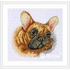 Merejka - French Bulldog