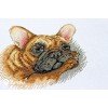 Merejka - French Bulldog