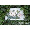Merejka - Garden Beauties