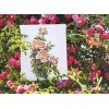 Merejka - Yellow Roses