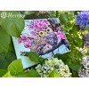 Merejka - Two Owls in Spring Blossom