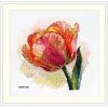 Merejka - Parrot Tulip