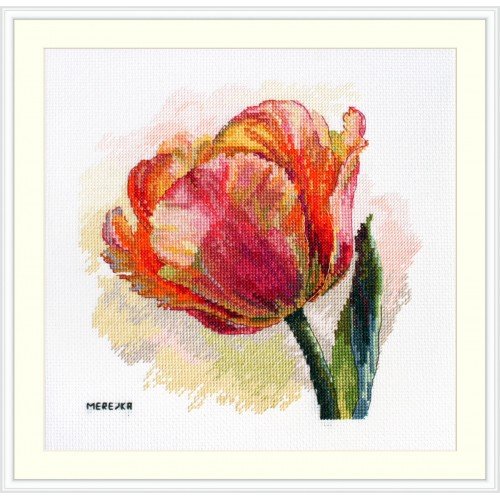 Merejka - Parrot Tulip