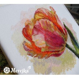 Merejka - Tulipán loro