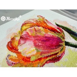 Merejka - Tulipán loro