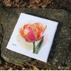 Merejka - Parrot Tulip