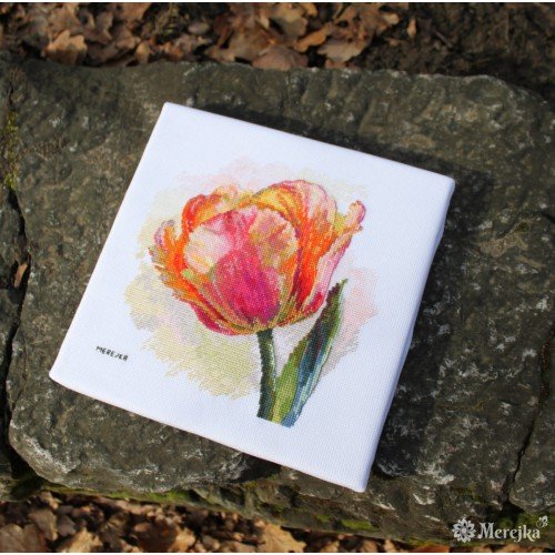 Merejka - Parrot Tulip