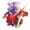 Magic Needle - Iris