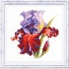 Magic Needle - Iris
