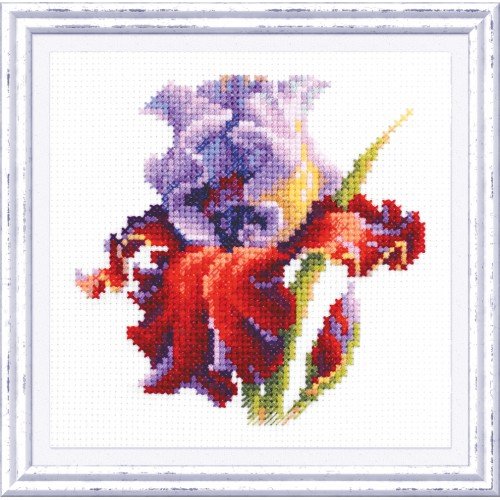 Magic Needle - Iris