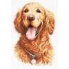 Magic Needle - Golden Retriever
