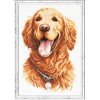 Magic Needle - Golden Retriever