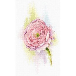 MP Studia - Tender ranunculus
