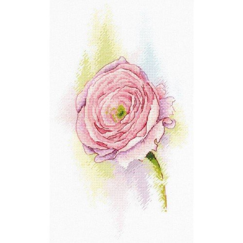 MP Studia - Tender ranunculus
