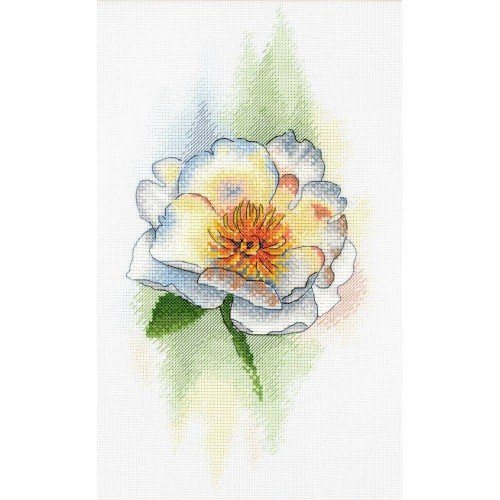 MP Studia - White peony
