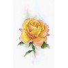 MP Studia - Yellow rose