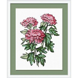 MP Studia - Summer trio