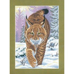 MP Studia - Predator