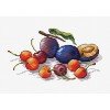 MP Studia - Fruits