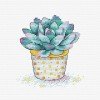 MP Studia - Succulent splendour