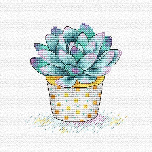 MP Studia - Succulent splendour