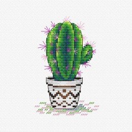 MP Studia - Fresh cactus