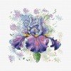 MP Studia - Lush iris