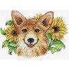 MP Studia - Sunny corgi