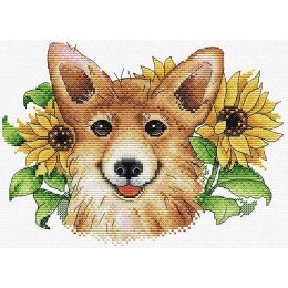 MP Studia - Sunny corgi