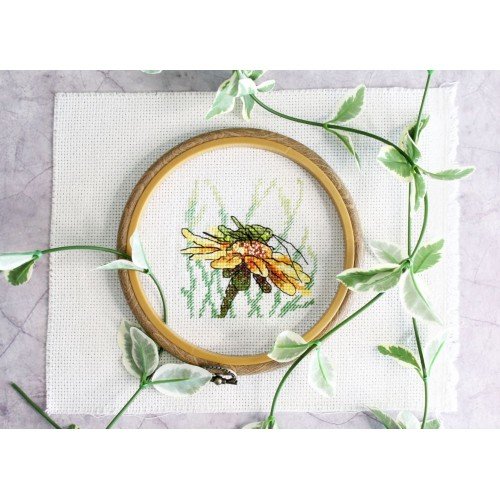 MP Studia - Grasshopper on echinacea