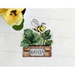 MP Studia - Cilantro