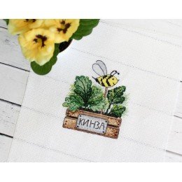 MP Studia - Cilantro