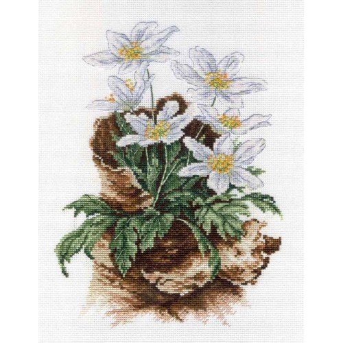 MP Studia - First flowers