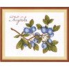 MP Studia - Blueberries