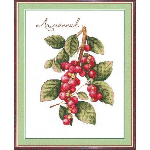 MP Studia - Schisandra