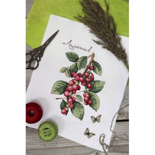 MP Studia - Schisandra