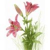 MP Studia - Soft lilies