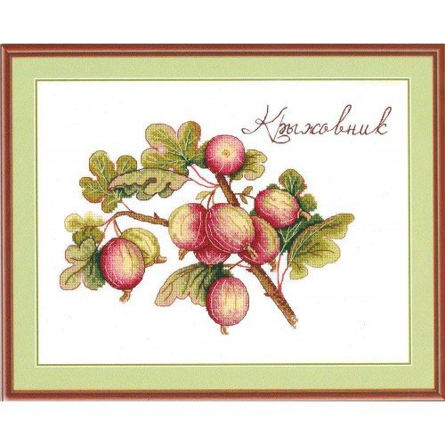 MP Studia - Gooseberry