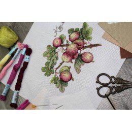 MP Studia - Gooseberry