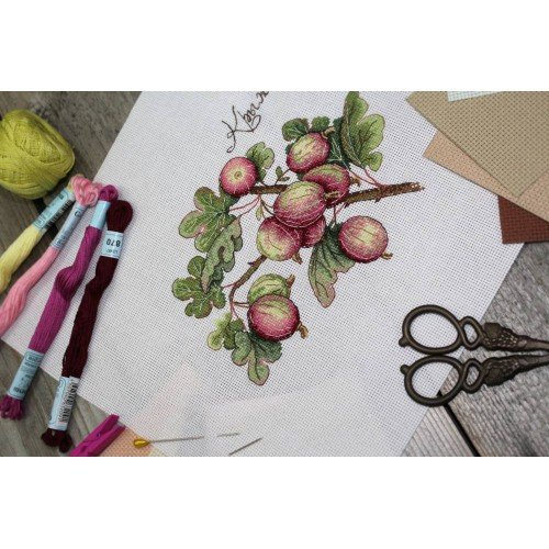 MP Studia - Gooseberry