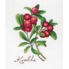 MP Studia - Cranberry