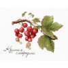 MP Studia - Gifts of nature. Red currant