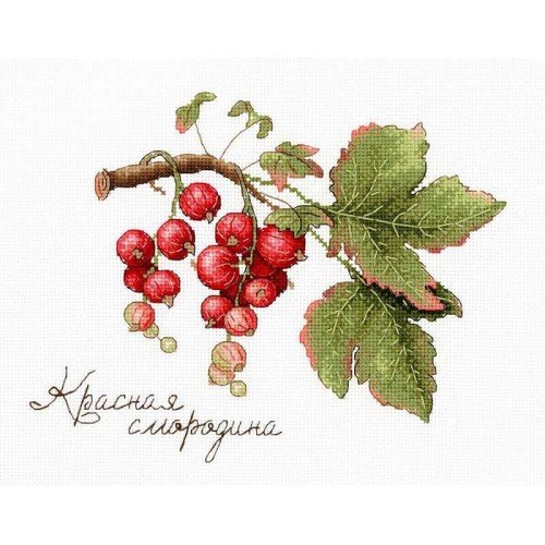MP Studia - Gifts of nature. Red currant