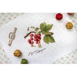 MP Studia - Gifts of nature. Red currant