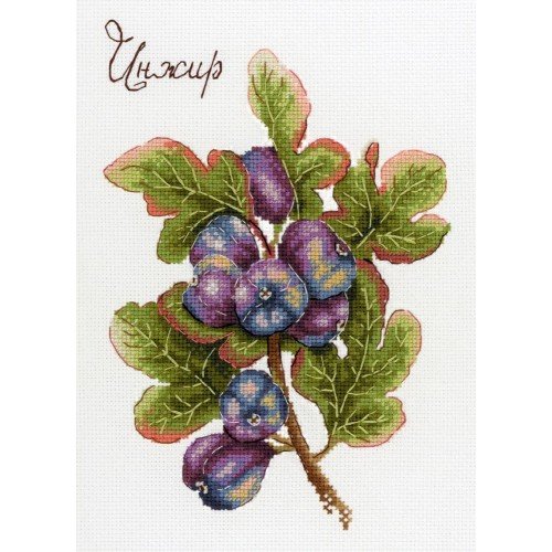 MP Studia - Nature gifts. Figs